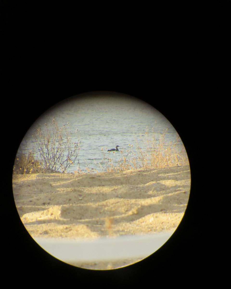 Common Loon - ML511513861