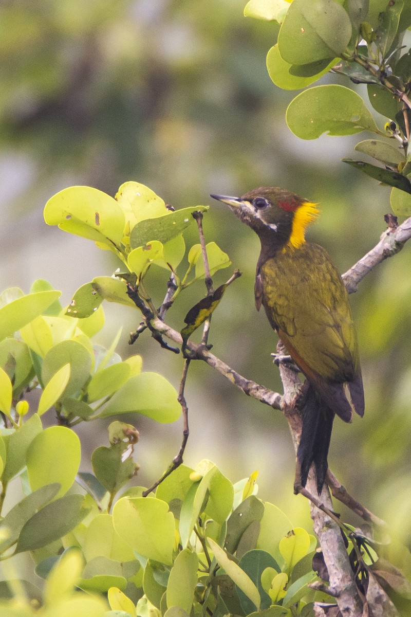 Lesser Yellownape - ML511513971