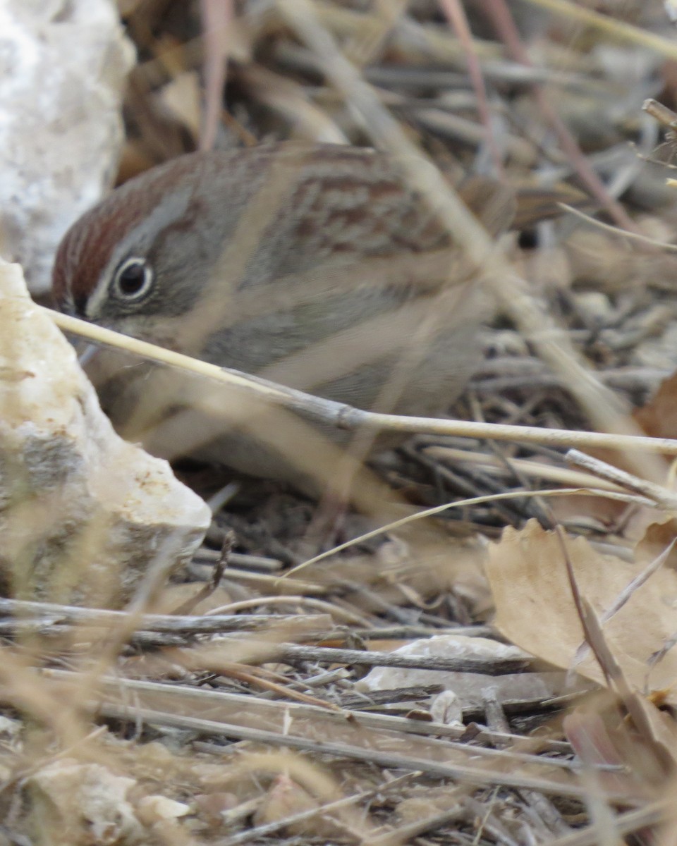 Rufous-crowned Sparrow - ML511514071