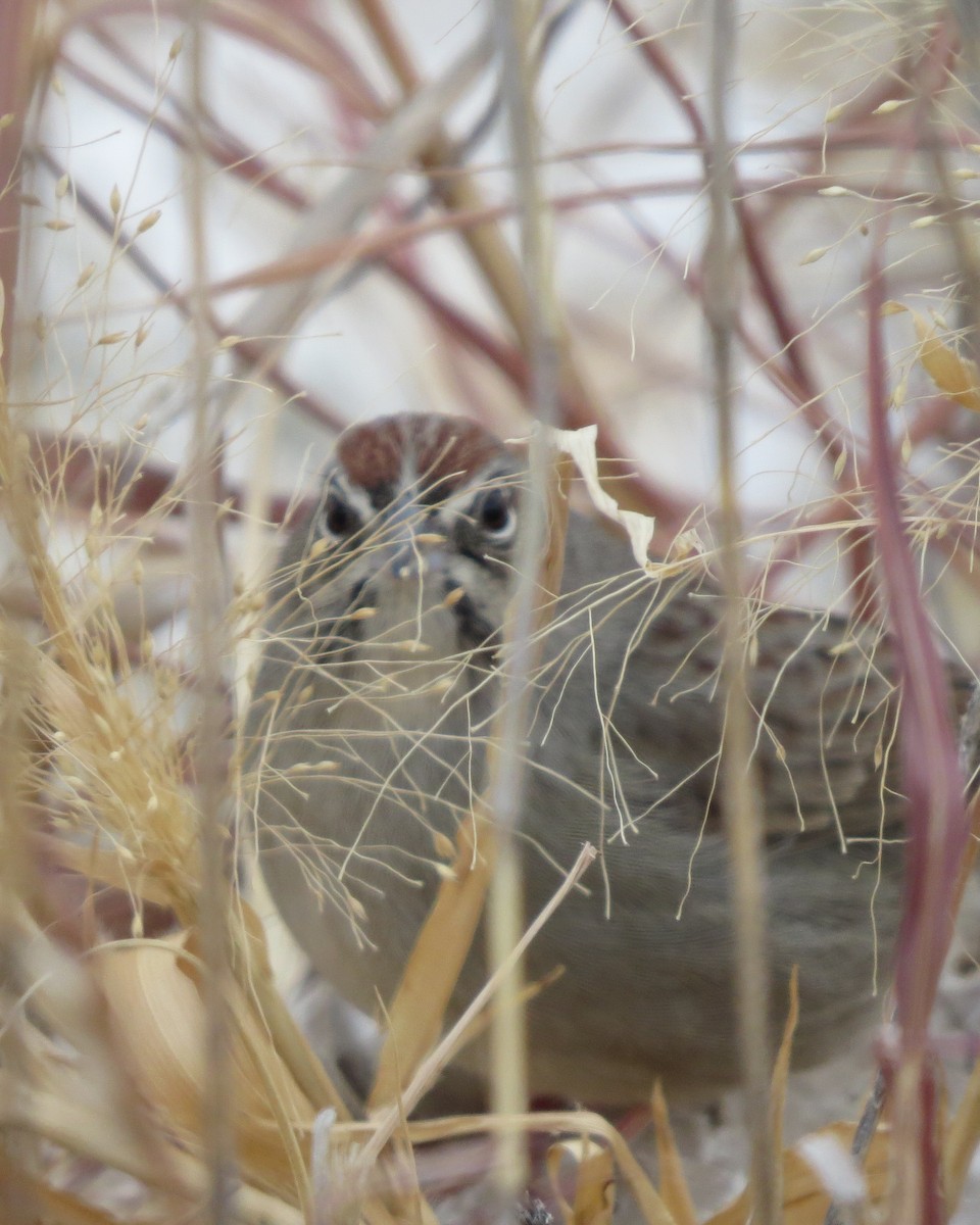 Rufous-crowned Sparrow - ML511514081