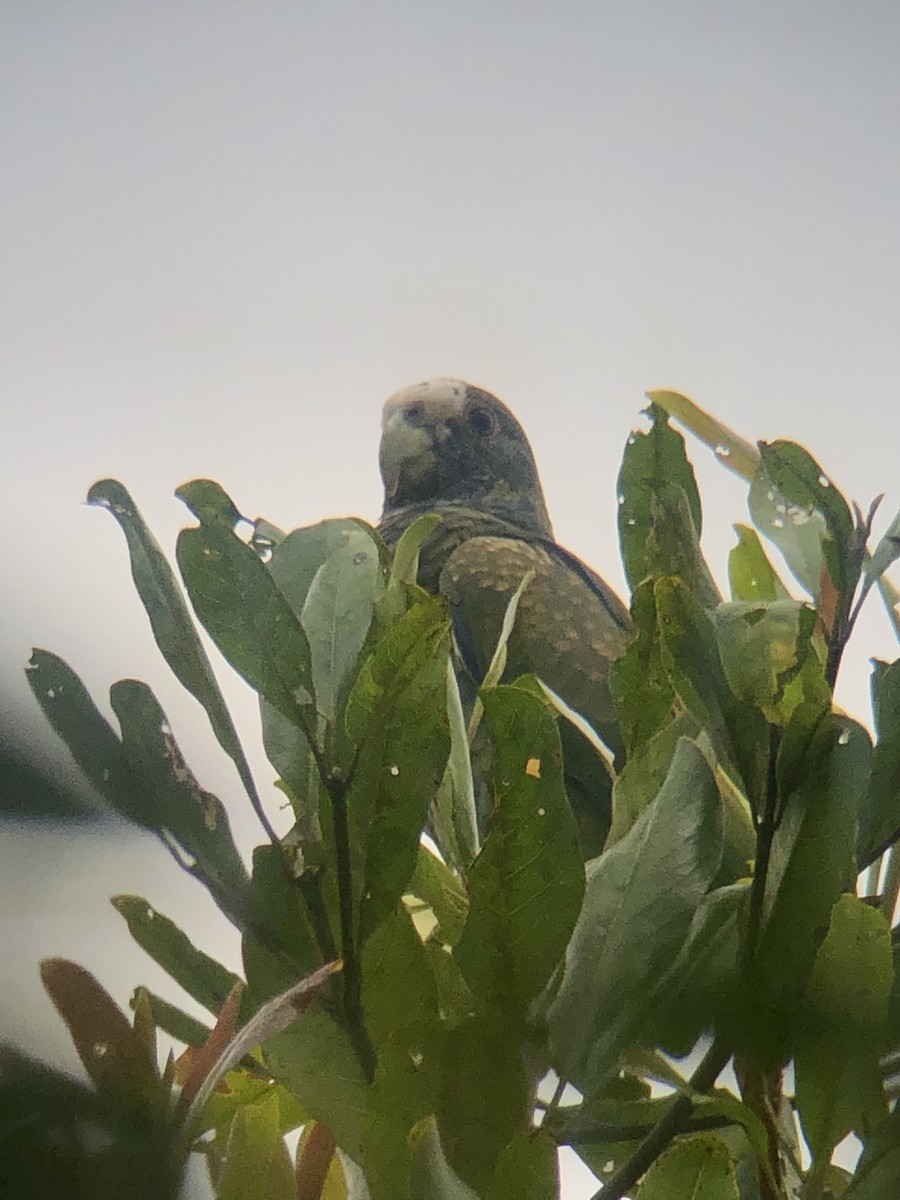 White-crowned Parrot - Rogers "Caribbean Naturalist" Morales