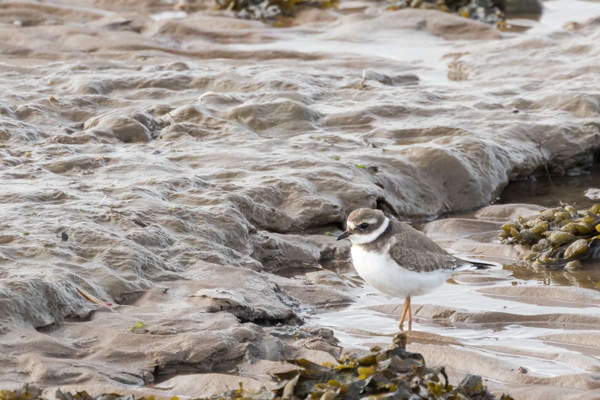 Common Ringed Plover - ML511514831