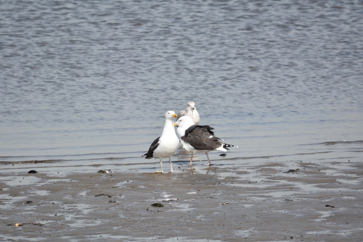 Great Black-backed Gull - ML51151561