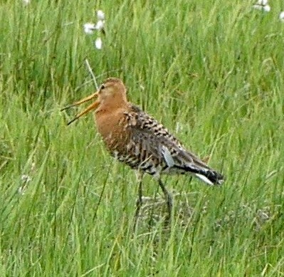 Black-tailed Godwit - ML511515751