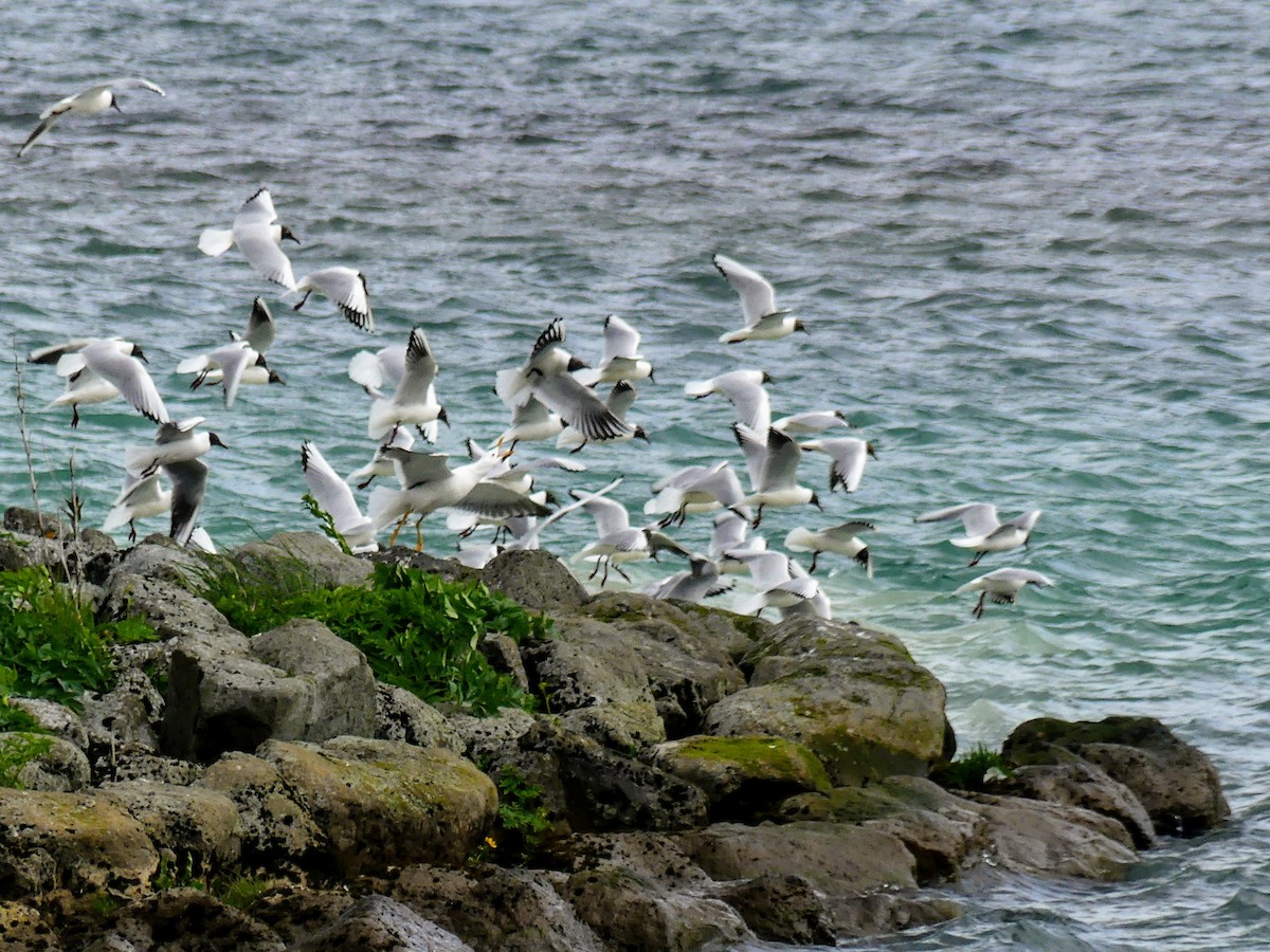 Black-headed Gull - ML511516111