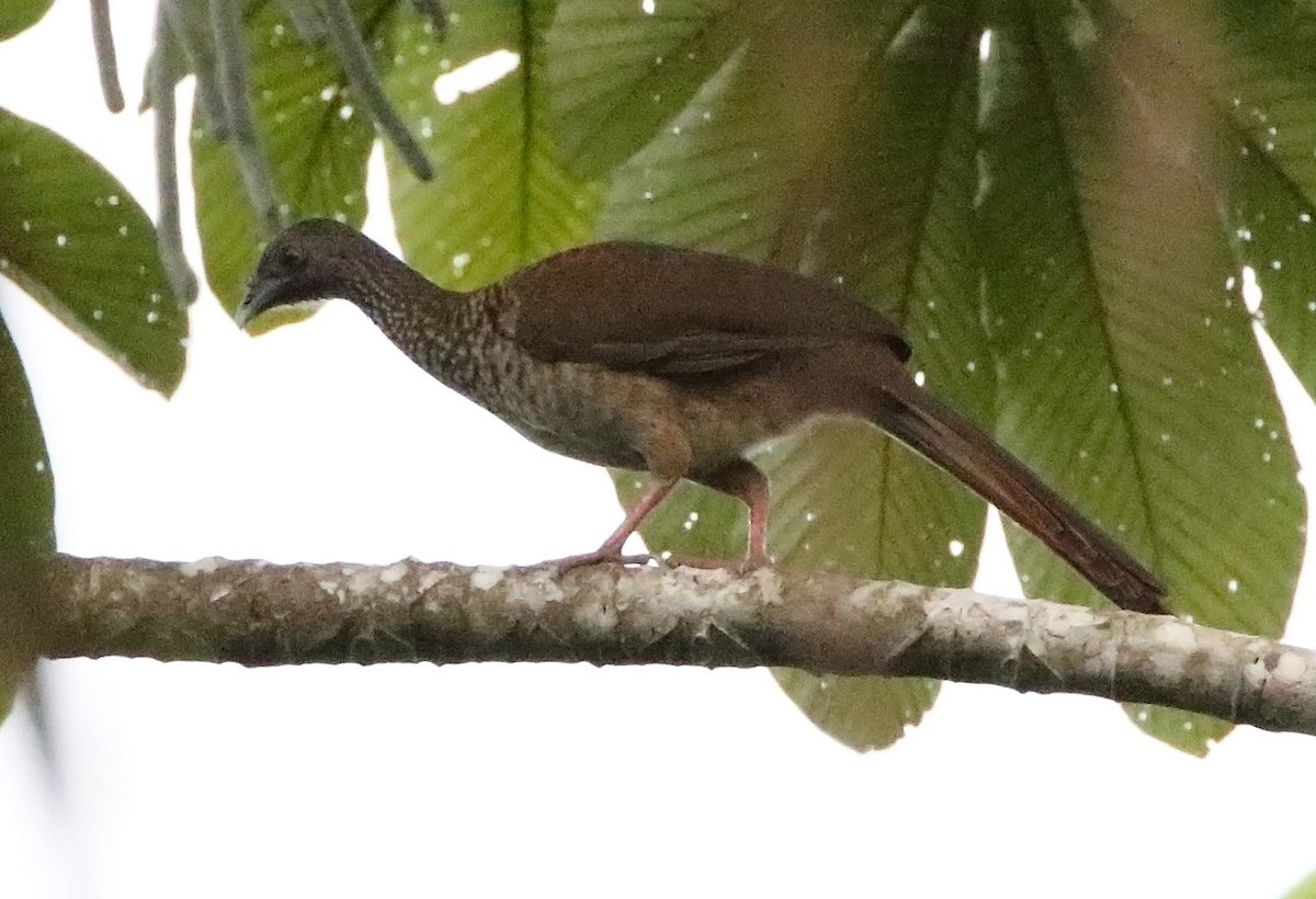 Speckled Chachalaca - Trevor Ellery