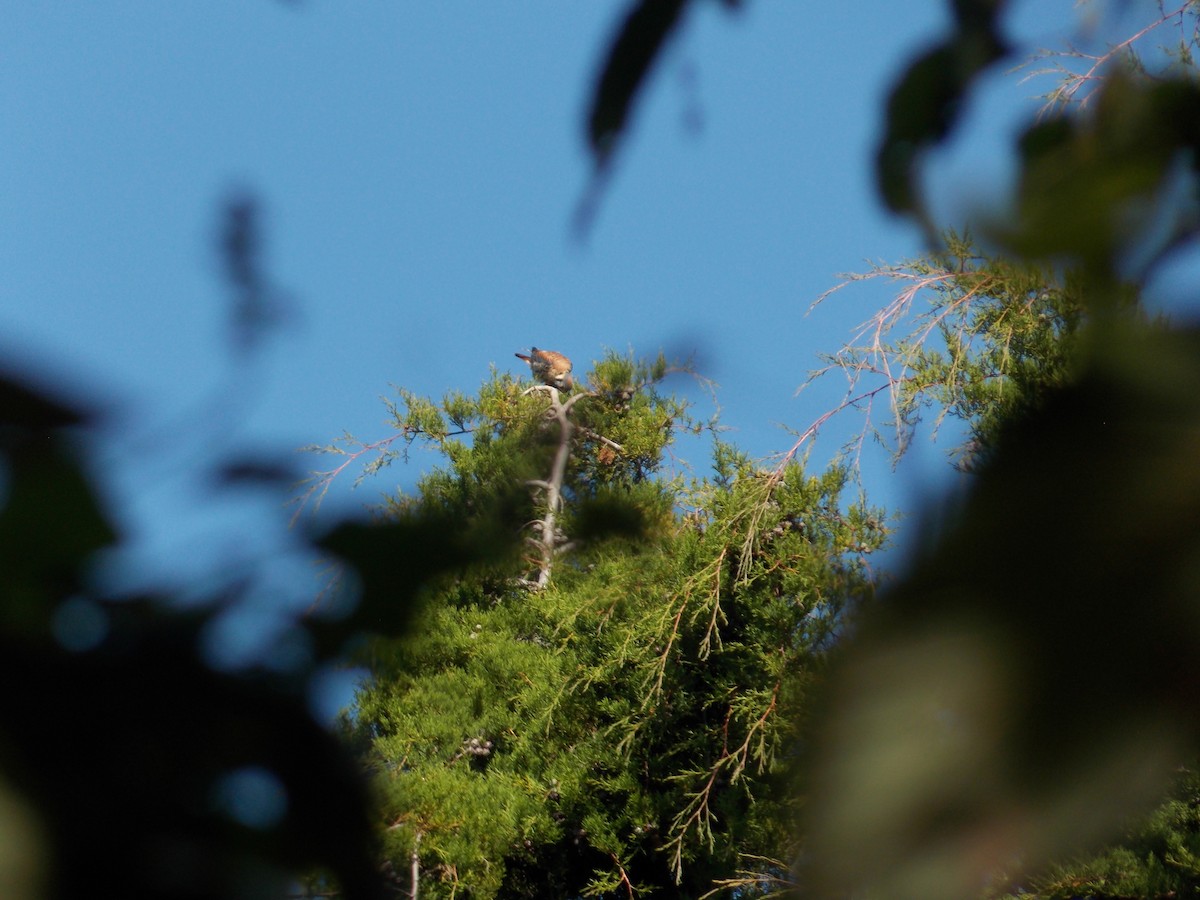 American Kestrel - ML511516571