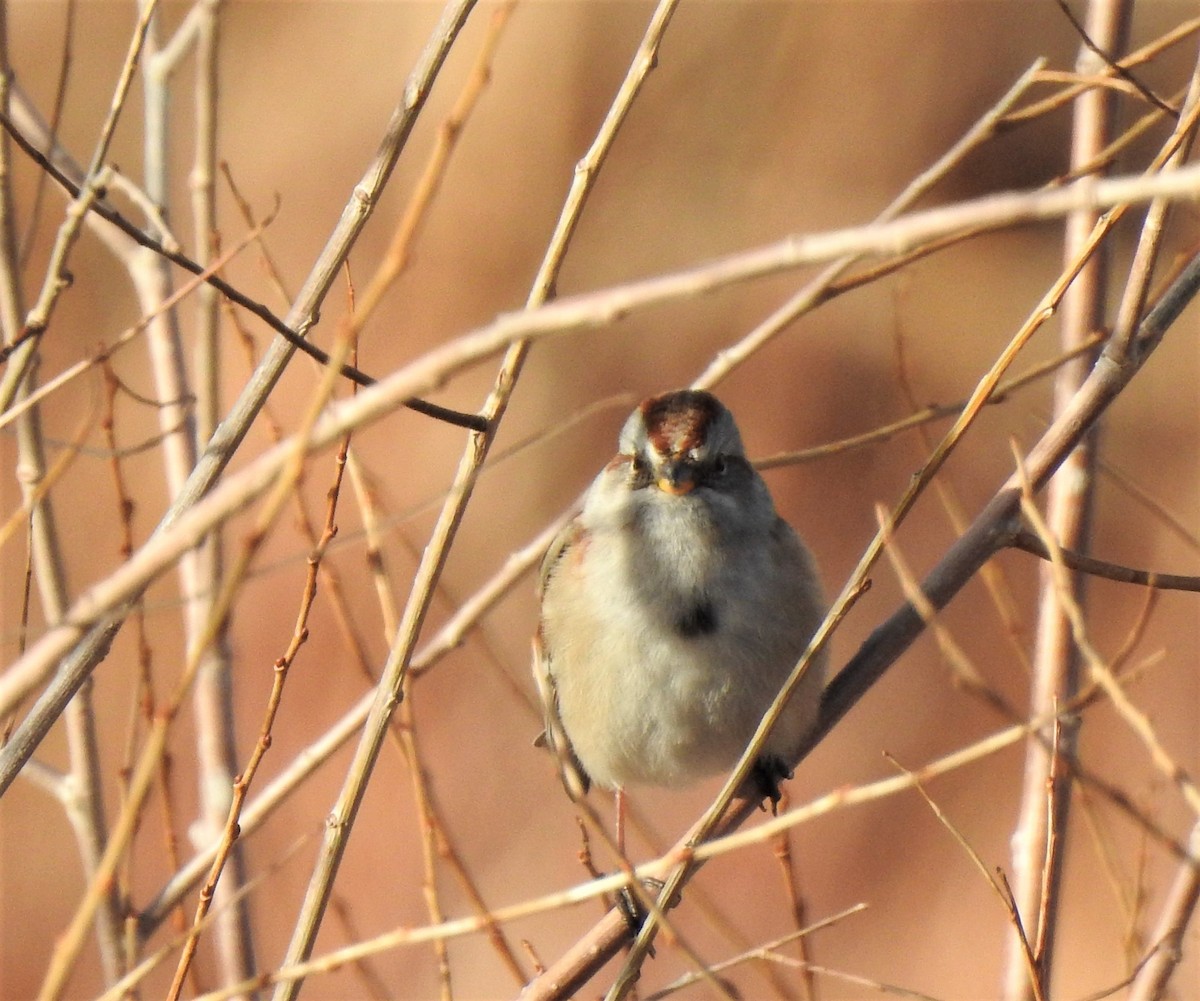 American Tree Sparrow - ML511516841