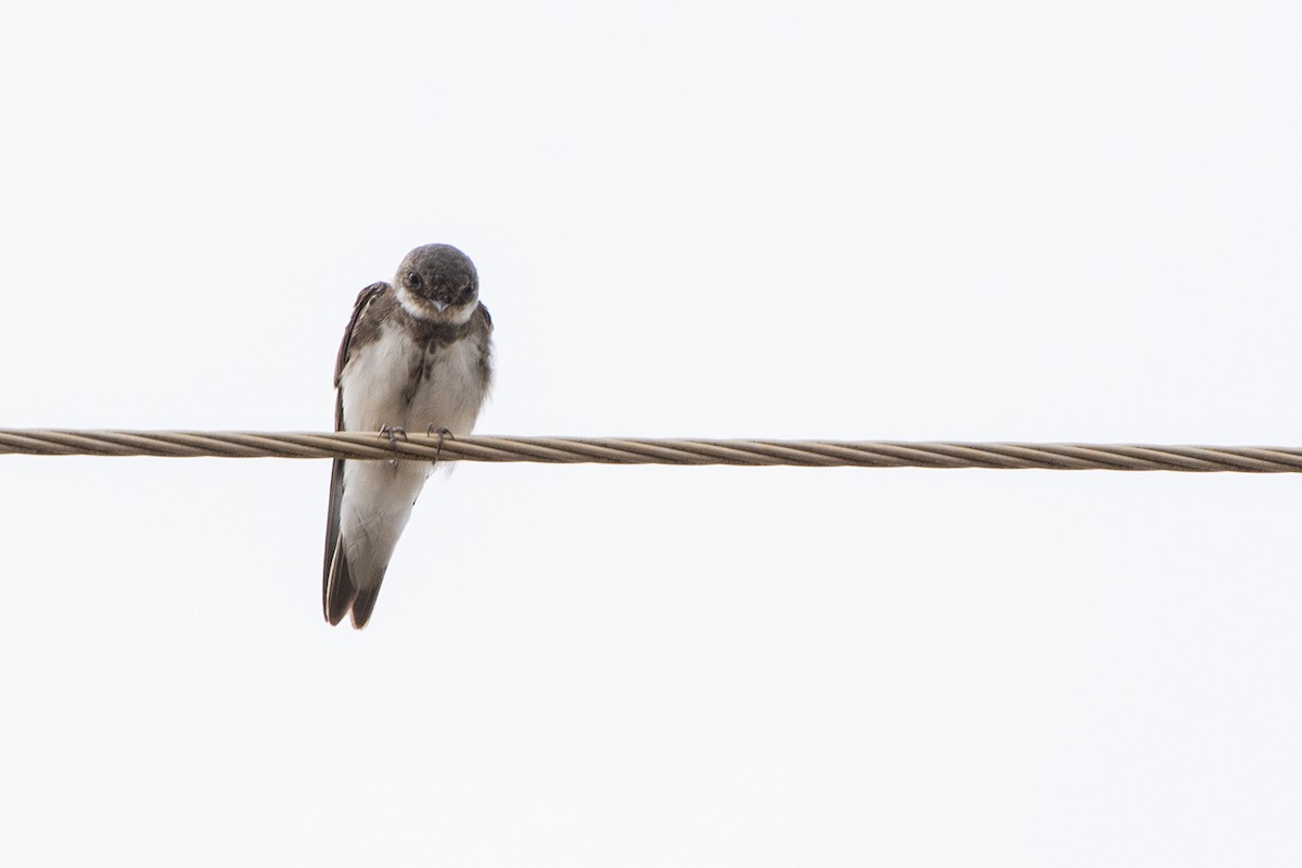 Bank Swallow - ML511517131