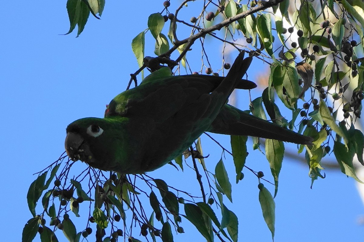 Hispaniolan Parakeet - ML511517281