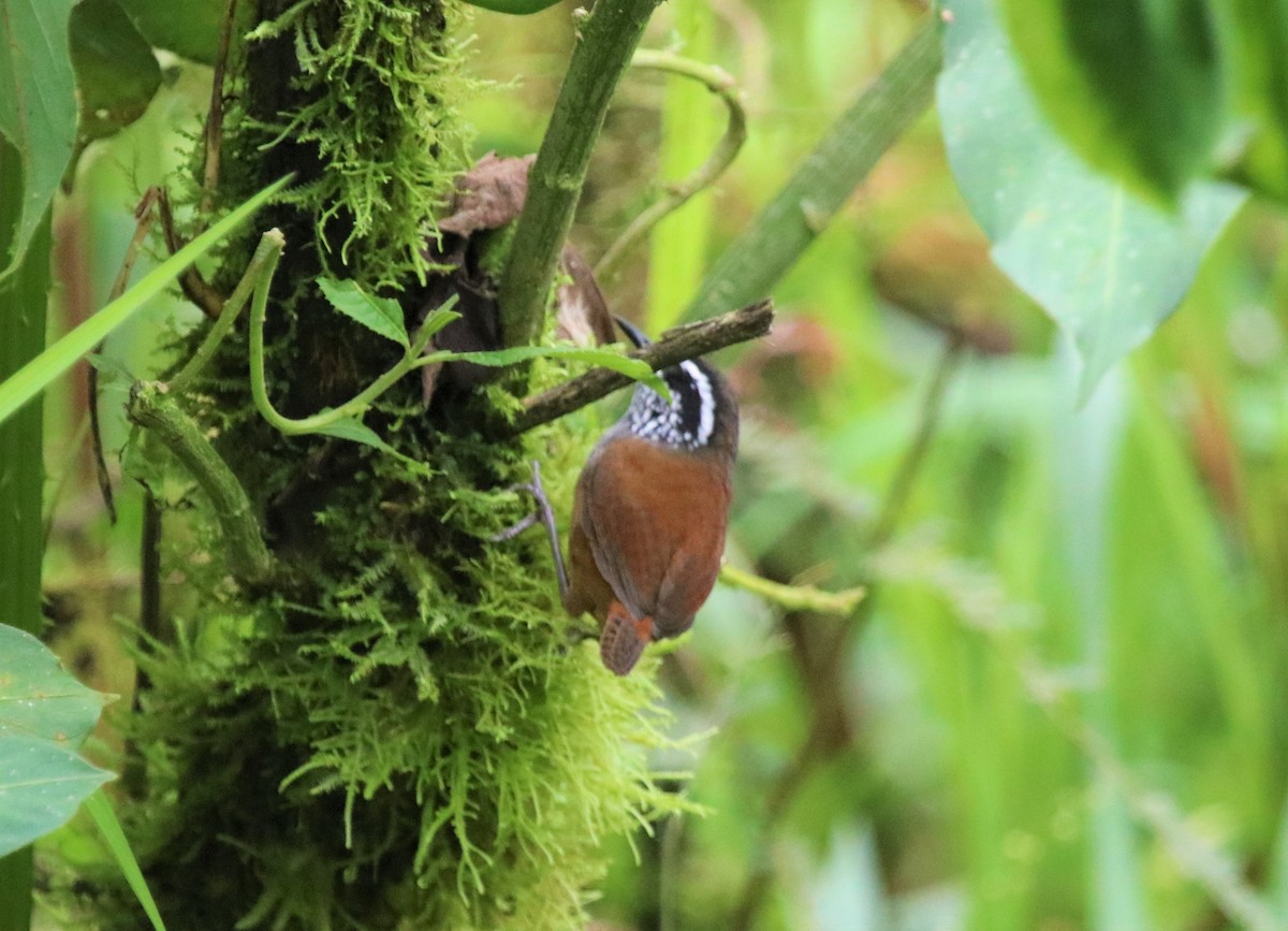 Gray-breasted Wood-Wren - ML511519281