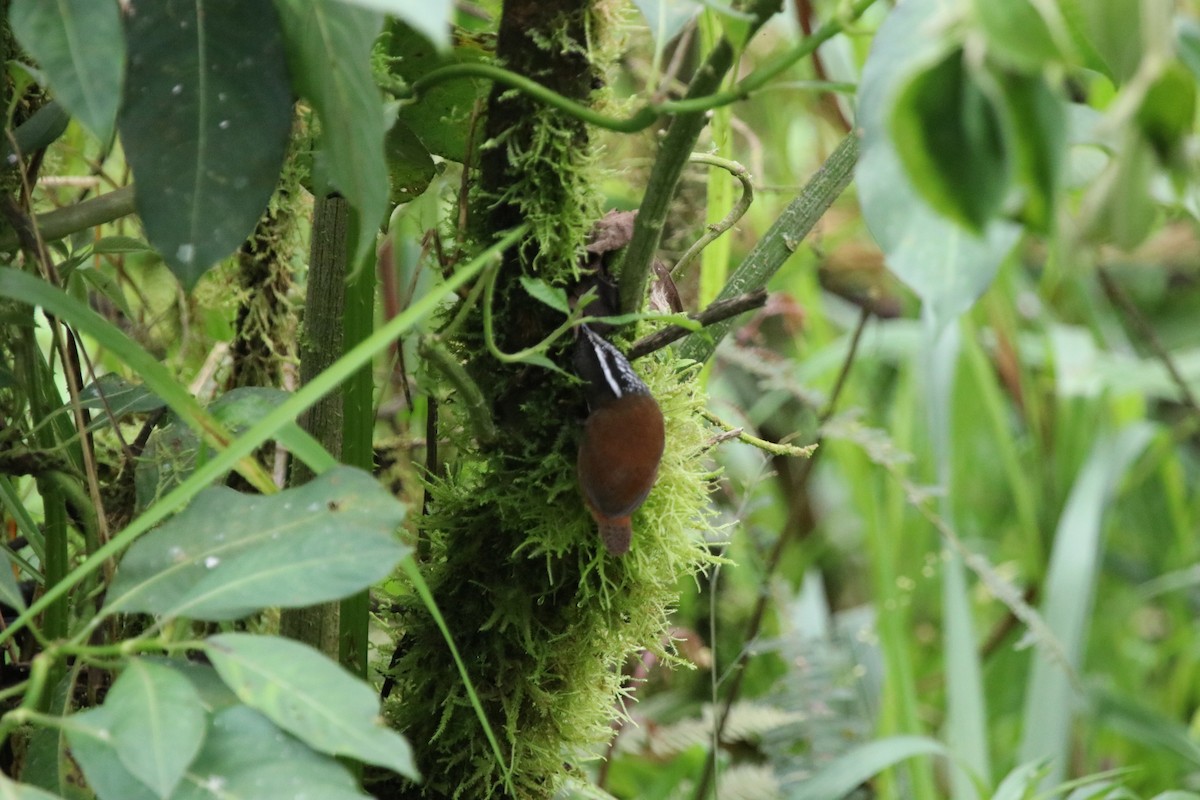 Gray-breasted Wood-Wren - ML511519301