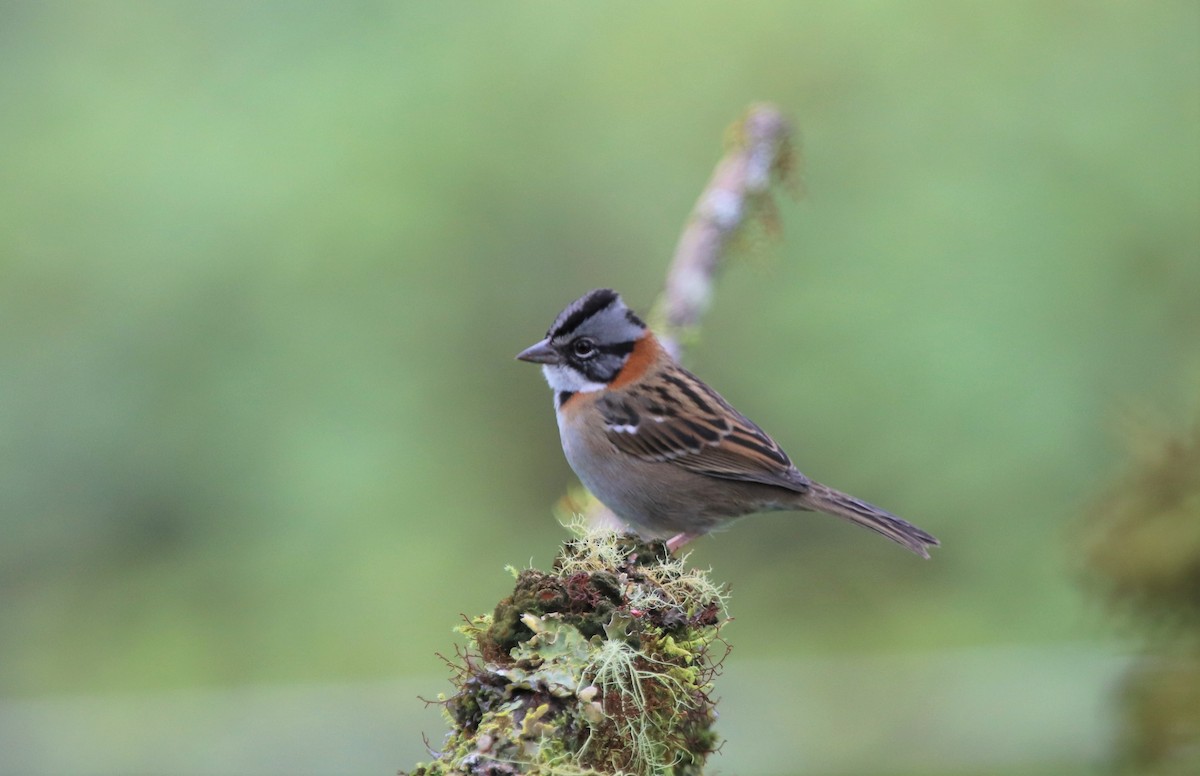 Rufous-collared Sparrow - ML511519471