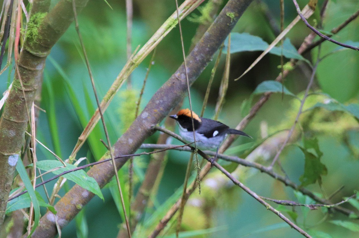 White-winged Brushfinch - ML511519501