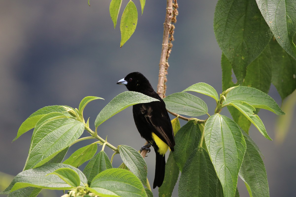 Alev Sokumlu Tangara (icteronotus) - ML511519611