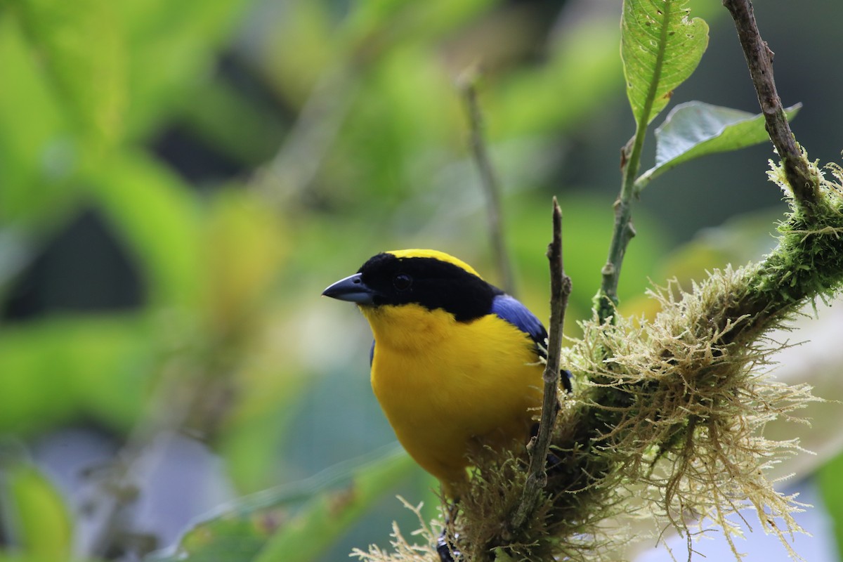 Blue-winged Mountain Tanager - Chris Leys