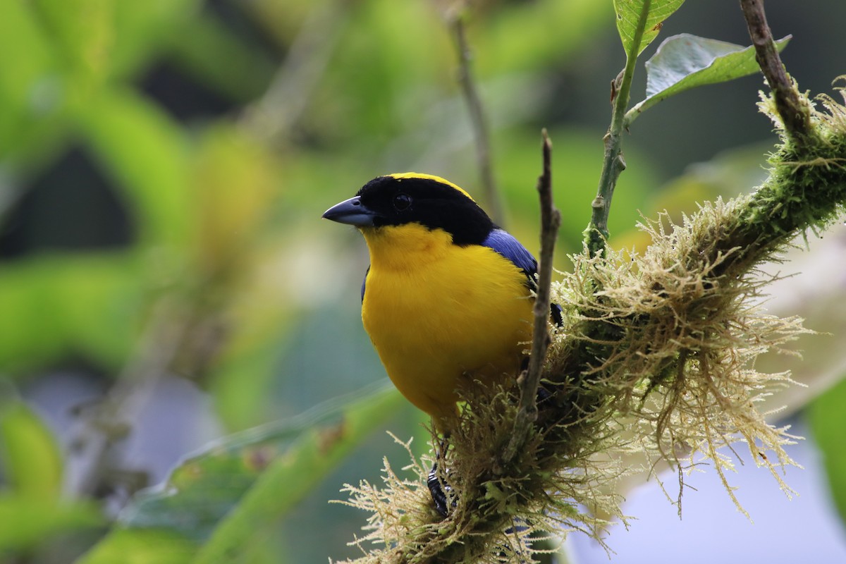 Blue-winged Mountain Tanager - ML511519671