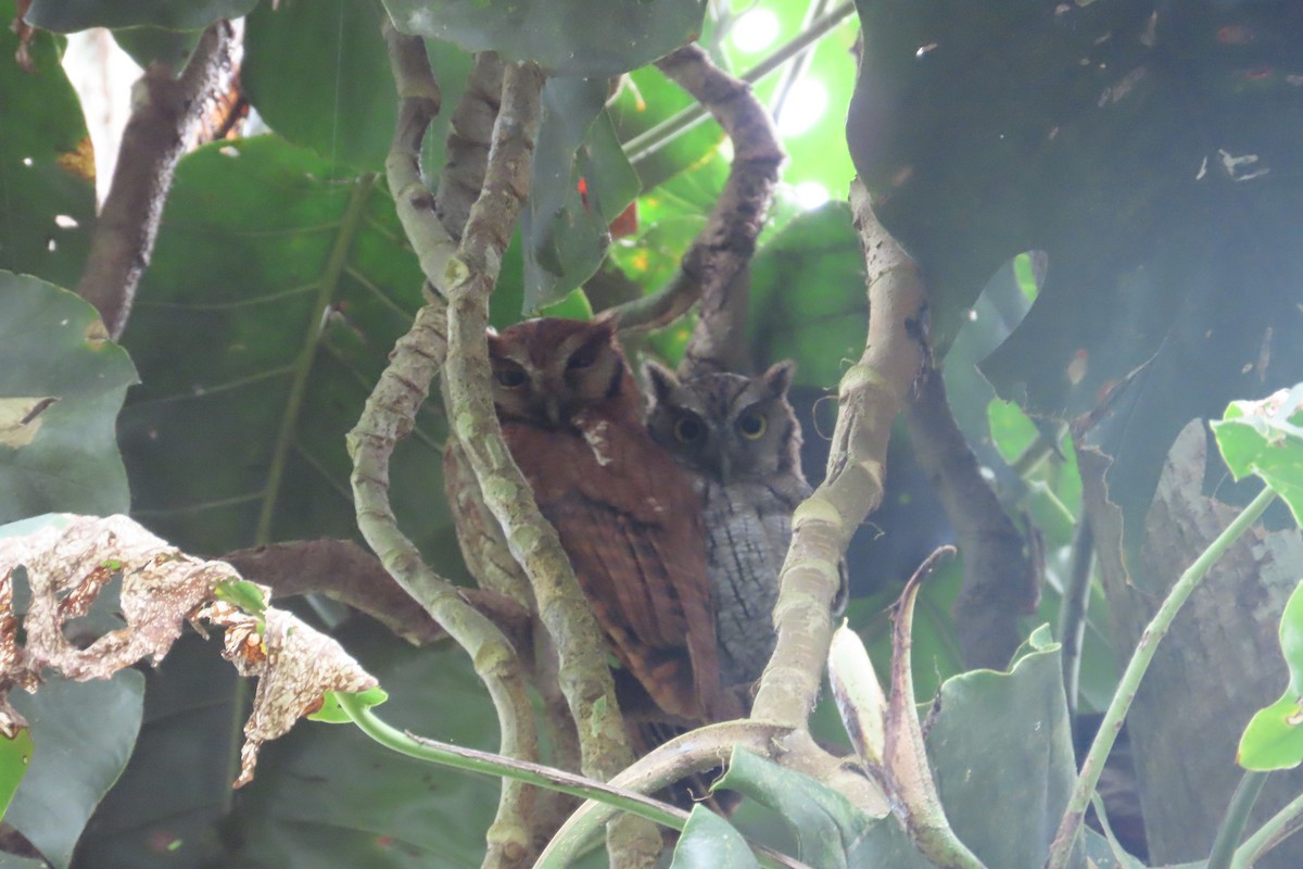 Tropical Screech-Owl - ML511520321