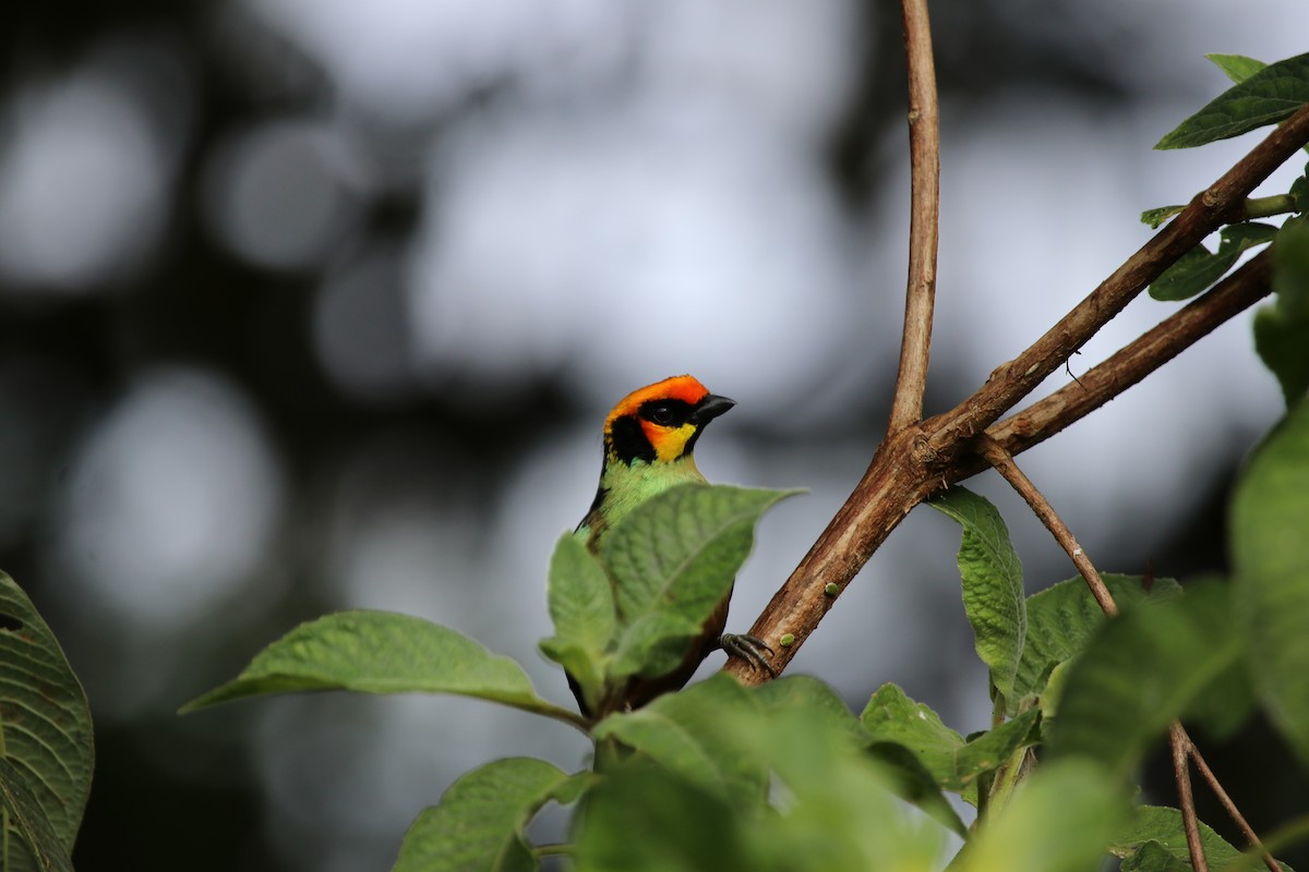 Flame-faced Tanager - Chris Leys