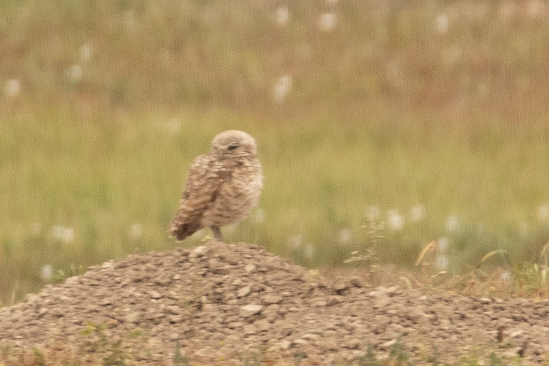 Burrowing Owl - Anirvan Mandal