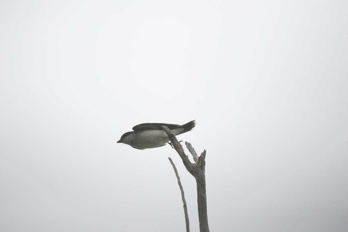 Tree Swallow - Anirvan Mandal