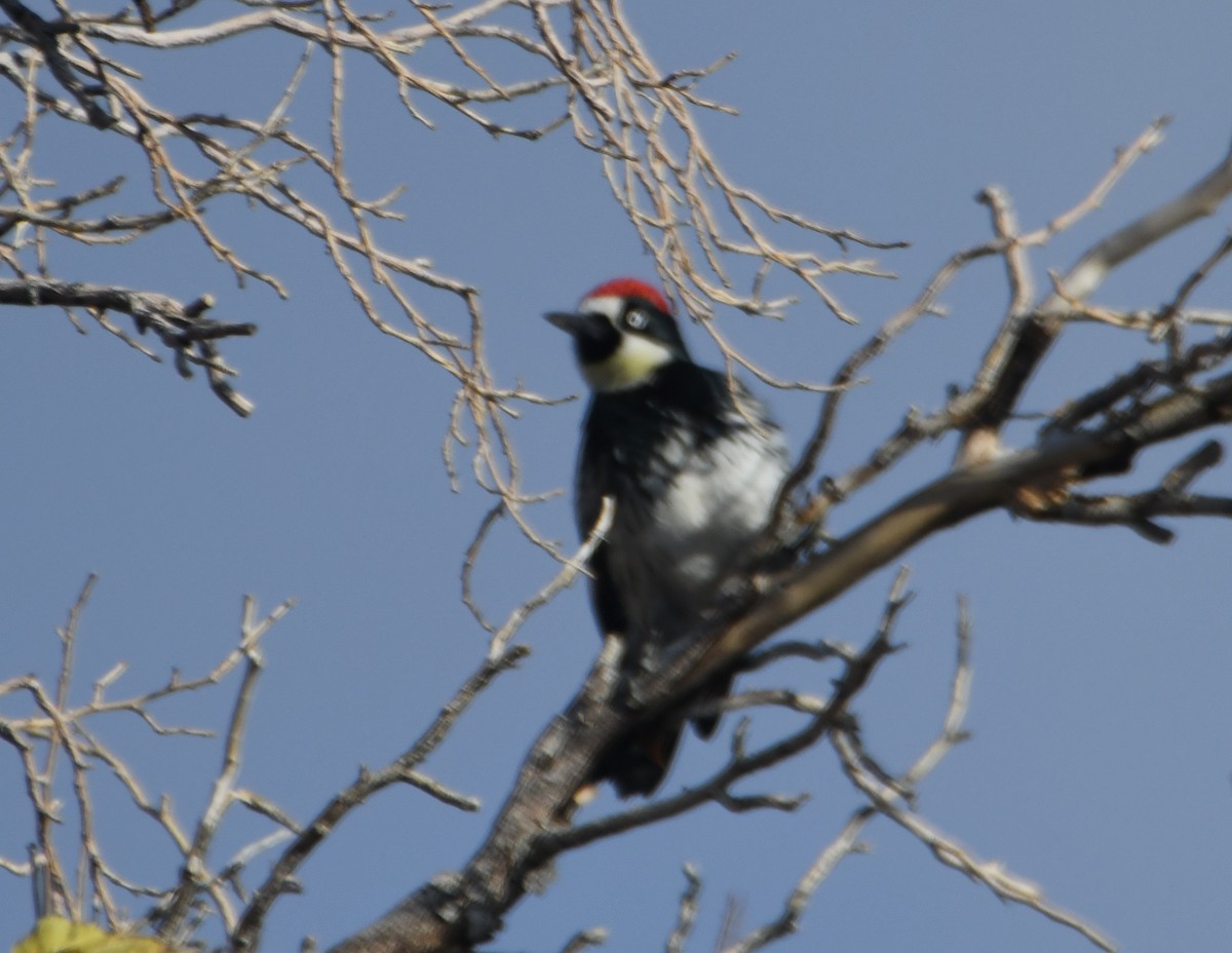 Acorn Woodpecker (Acorn) - ML511522691