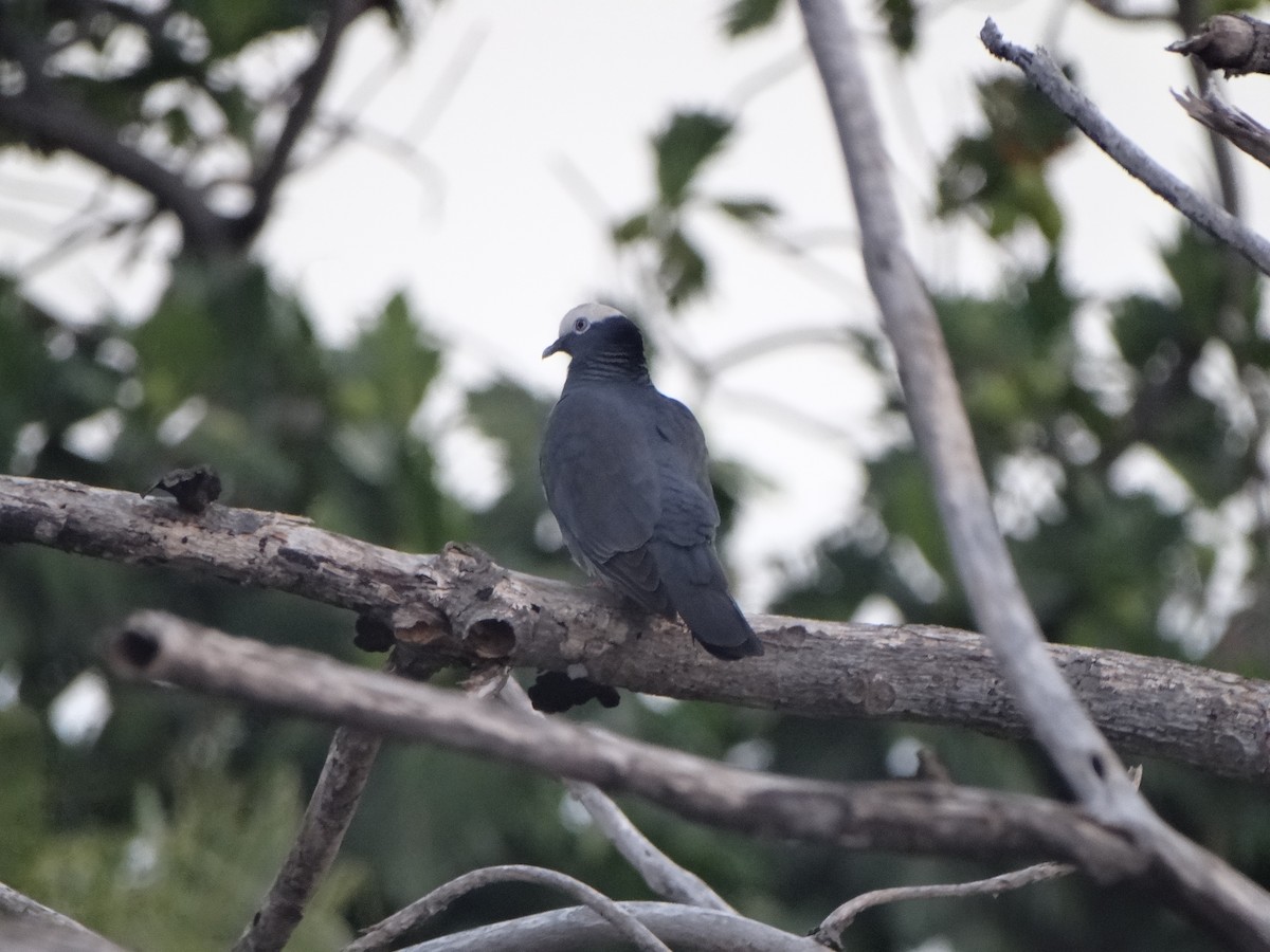 White-crowned Pigeon - ML51152461
