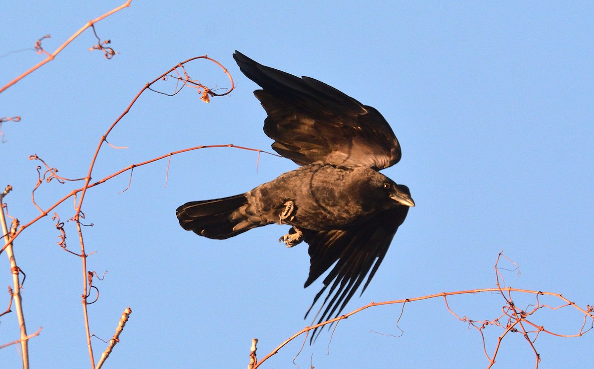 American Crow - ML511525071