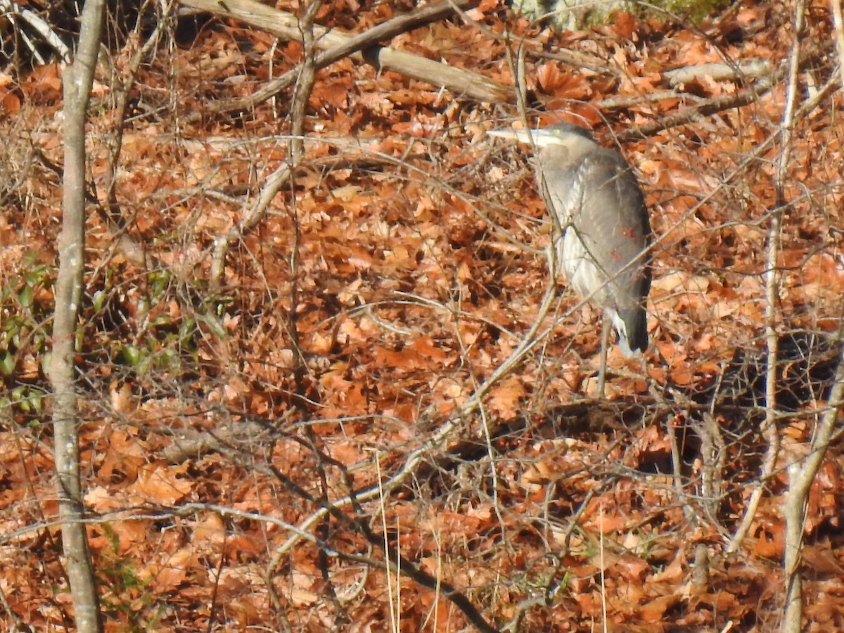 Great Blue Heron (Great Blue) - ML511525991