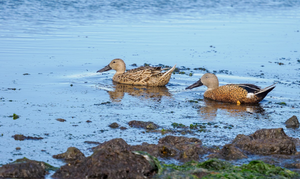 Red Shoveler - Susan Mac