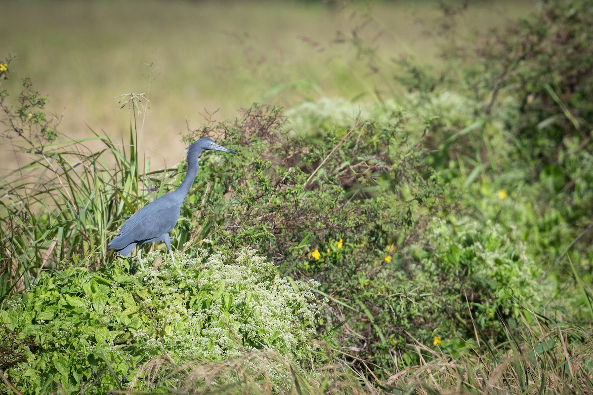 Little Blue Heron - Graham Gerdeman