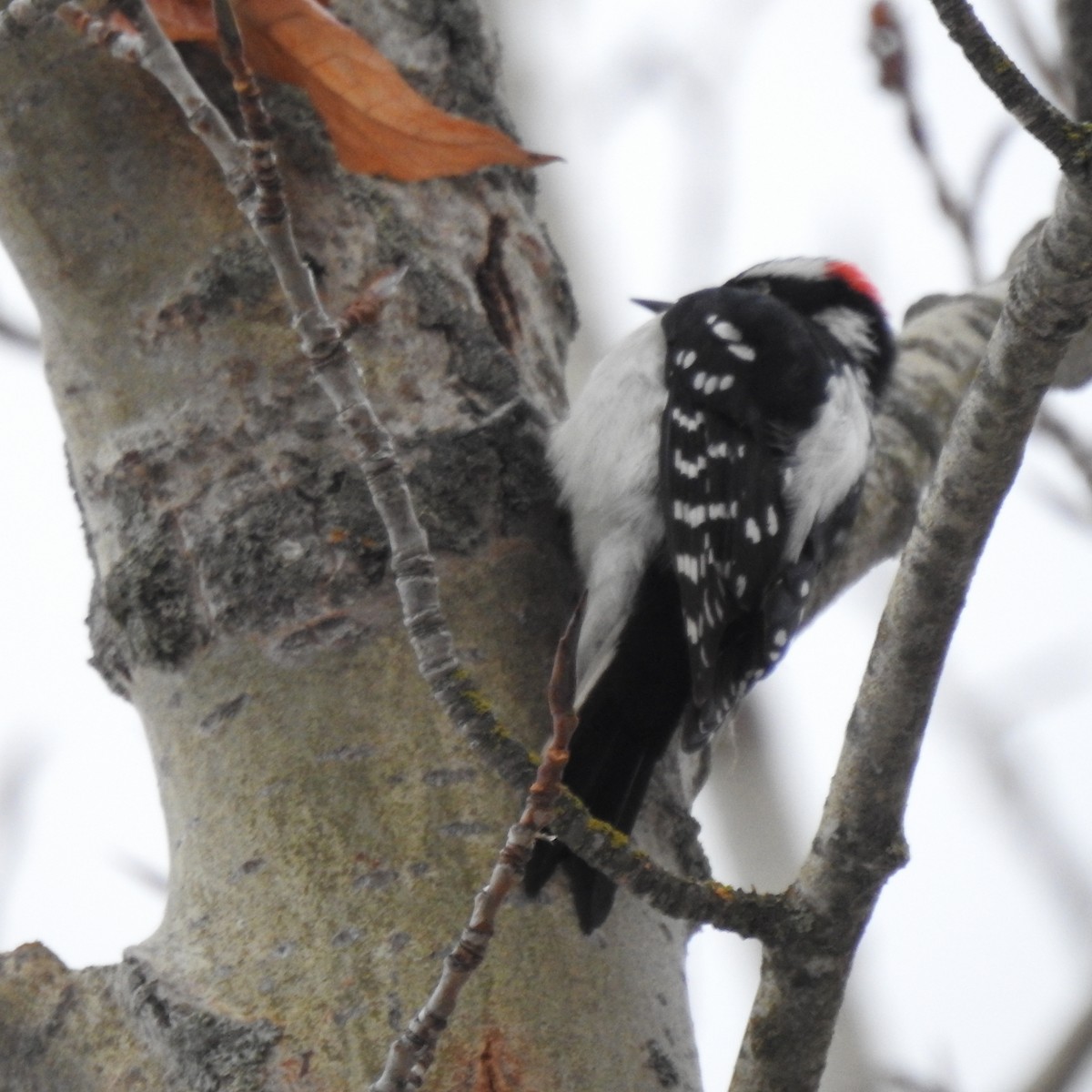 Downy Woodpecker - ML511529621