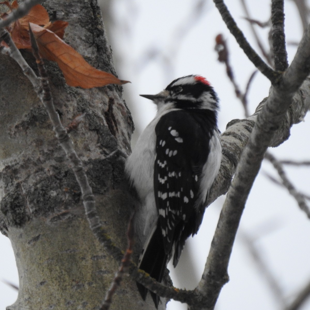 Downy Woodpecker - ML511529631