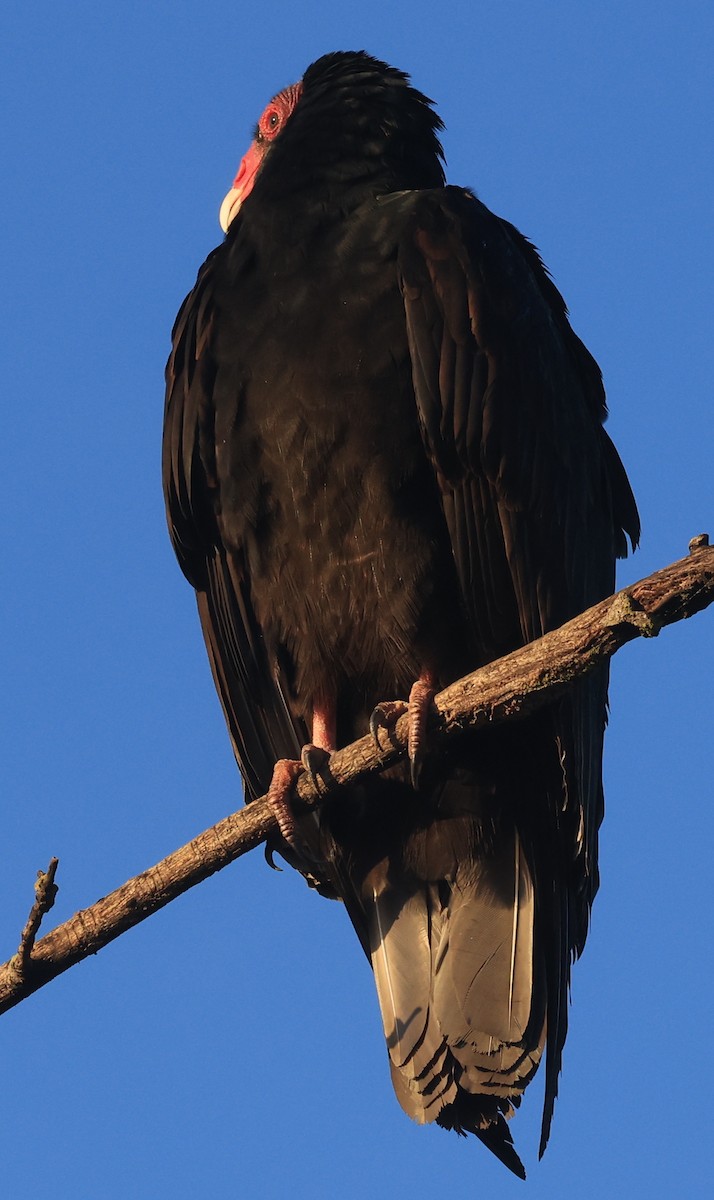 Turkey Vulture - ML511531191