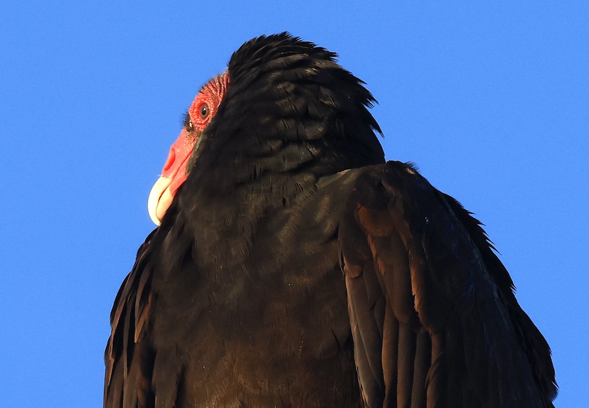 Turkey Vulture - ML511531241