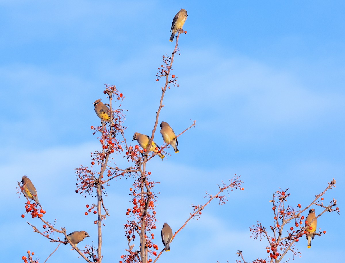 Cedar Waxwing - ML511531681