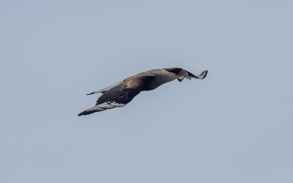 Crested Caracara - Peter Kennerley