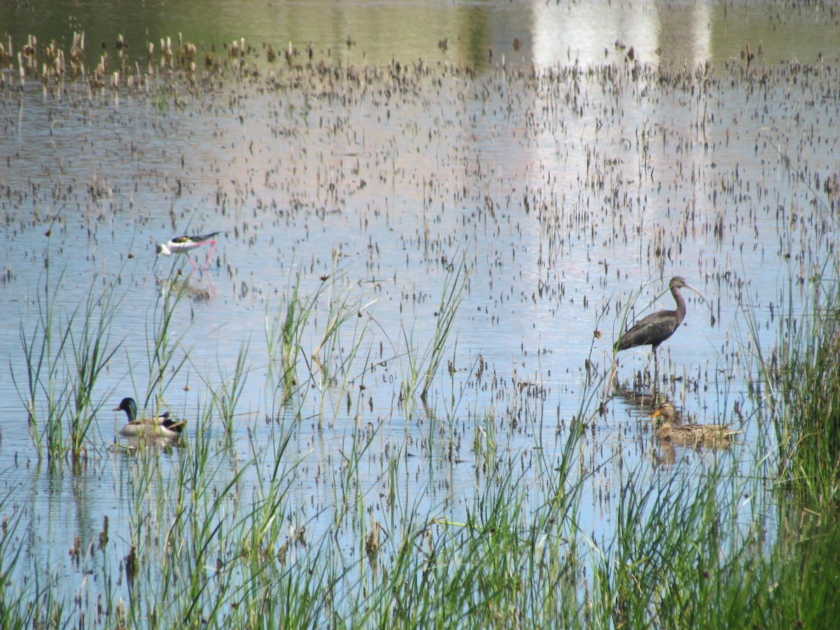 Beltzaran arrunta - ML511533501