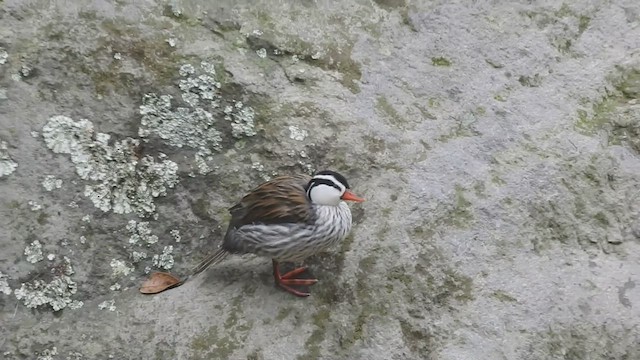 Pato Torrentero - ML511534901