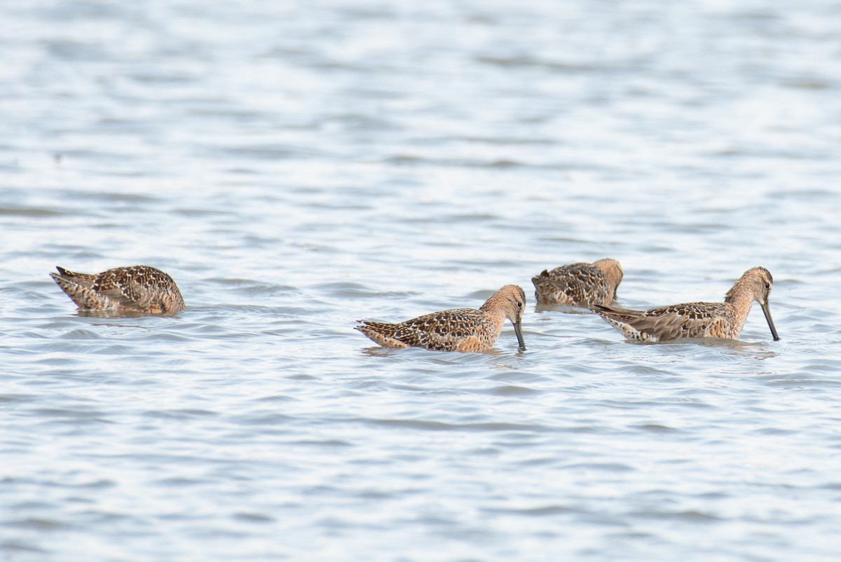 Long-billed Dowitcher - ML511537351