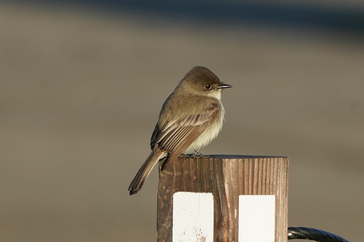 Eastern Phoebe - William Legge