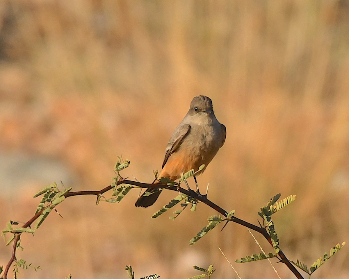 Say's Phoebe - ML511538401