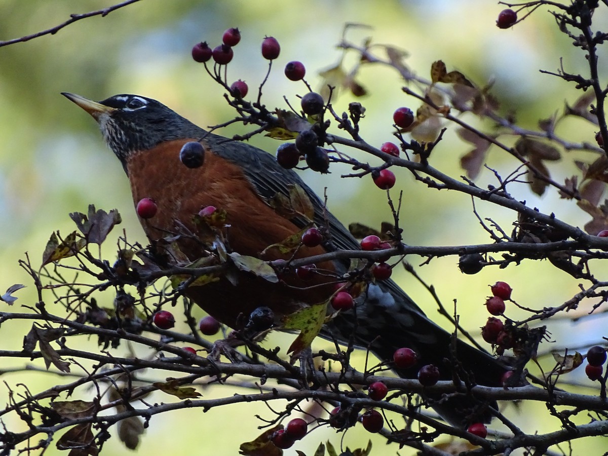 American Robin - Cathi Bower