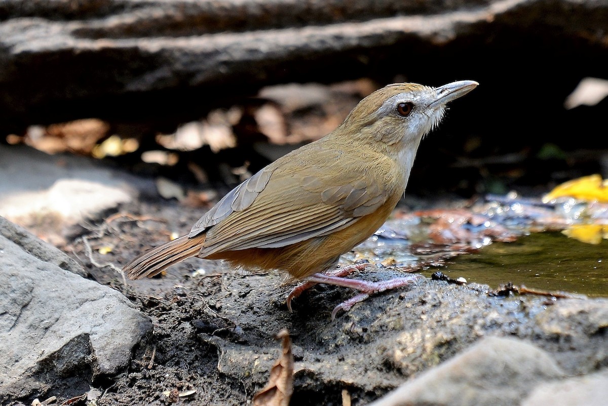 Abbott's Babbler - ML511539461