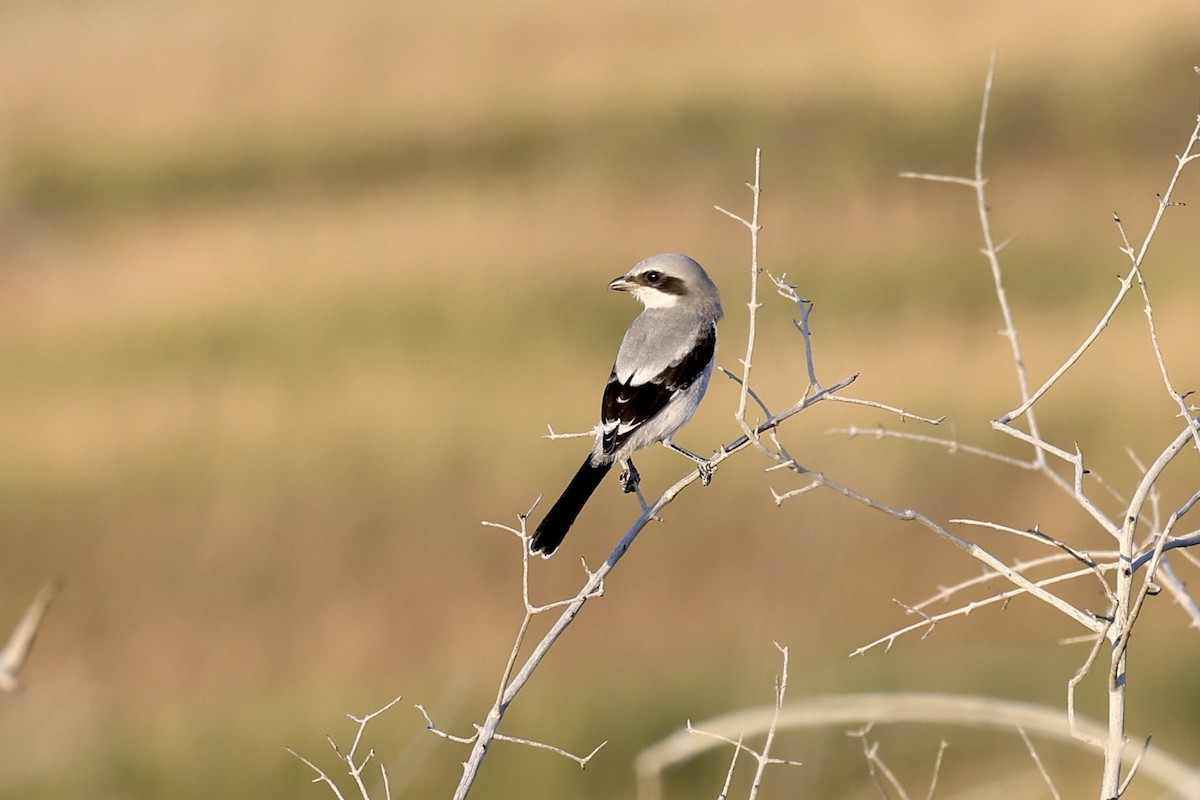 Loggerhead Shrike - ML511540231