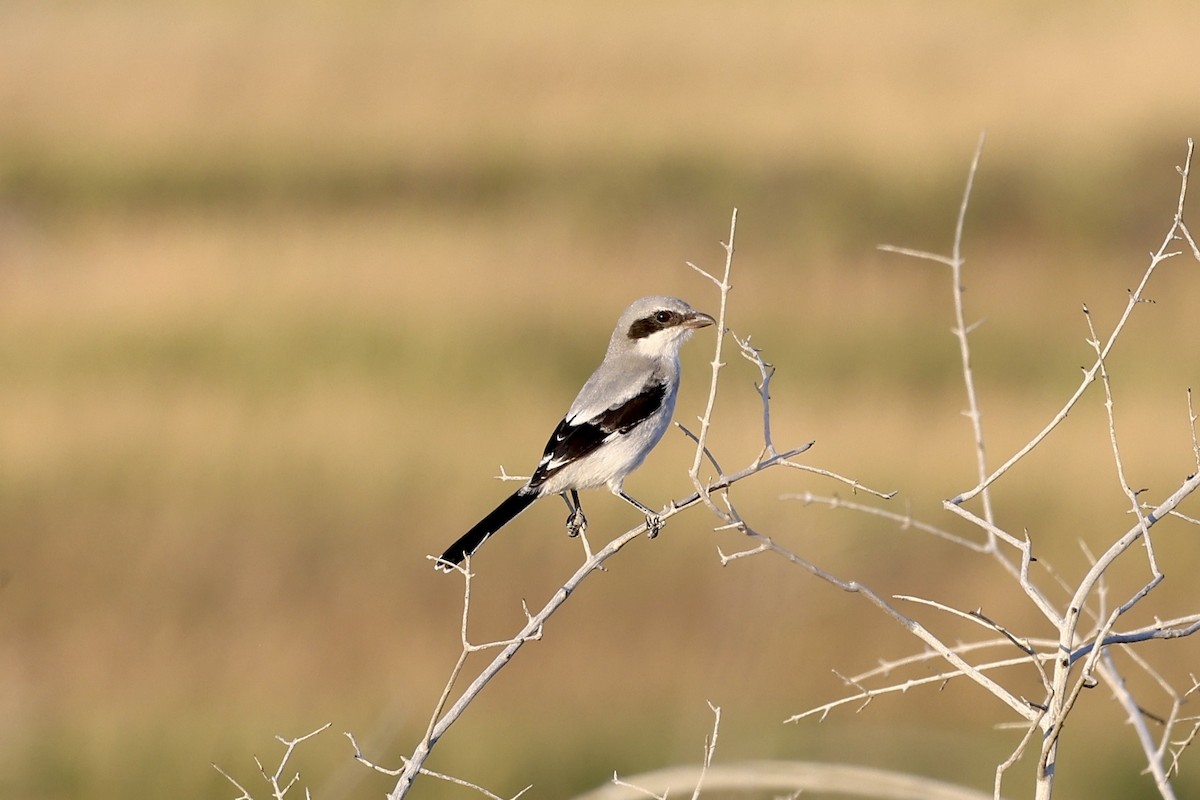 Loggerhead Shrike - Michael Arthurs