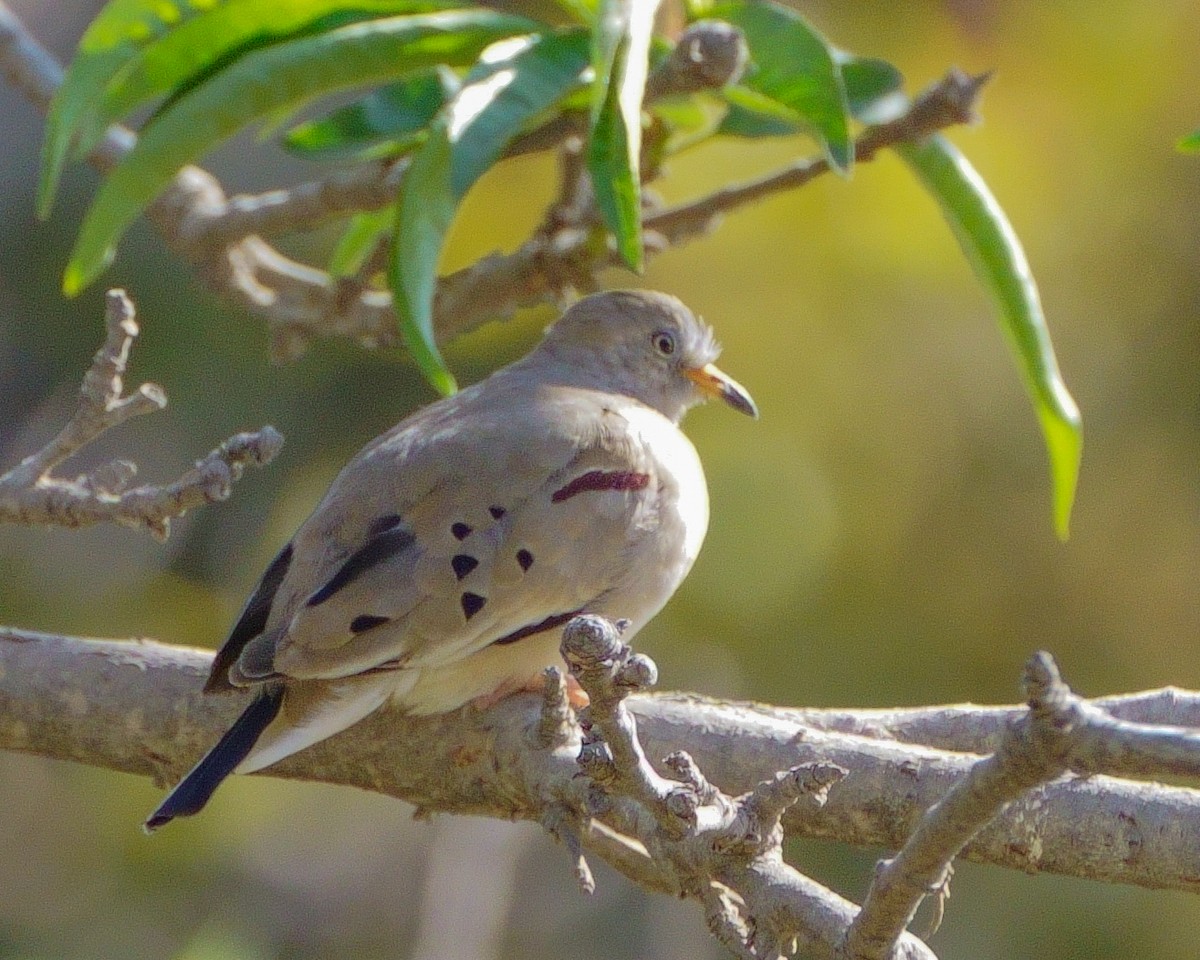 Croaking Ground Dove - ML511540261