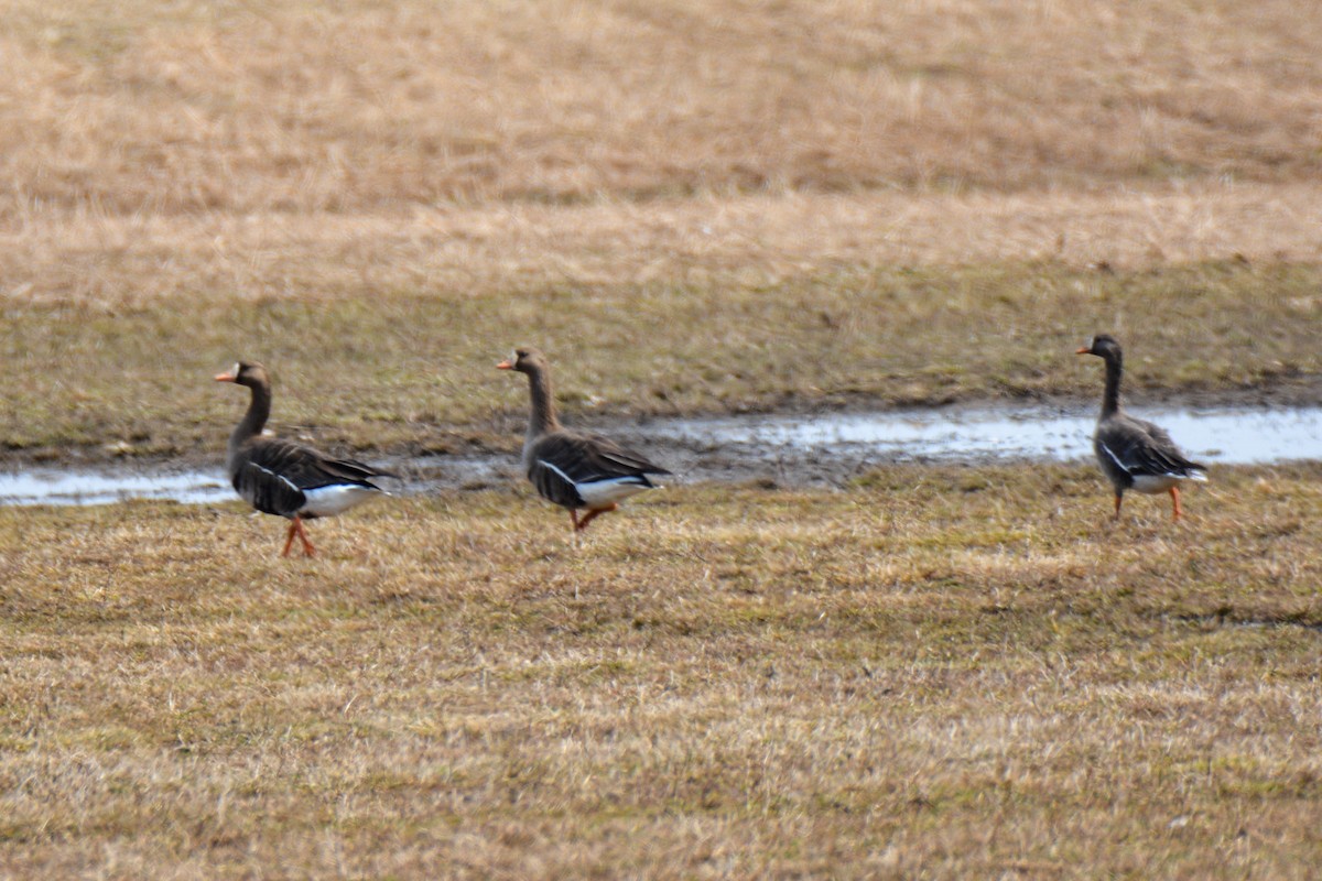 Greater White-fronted Goose - ML511540361