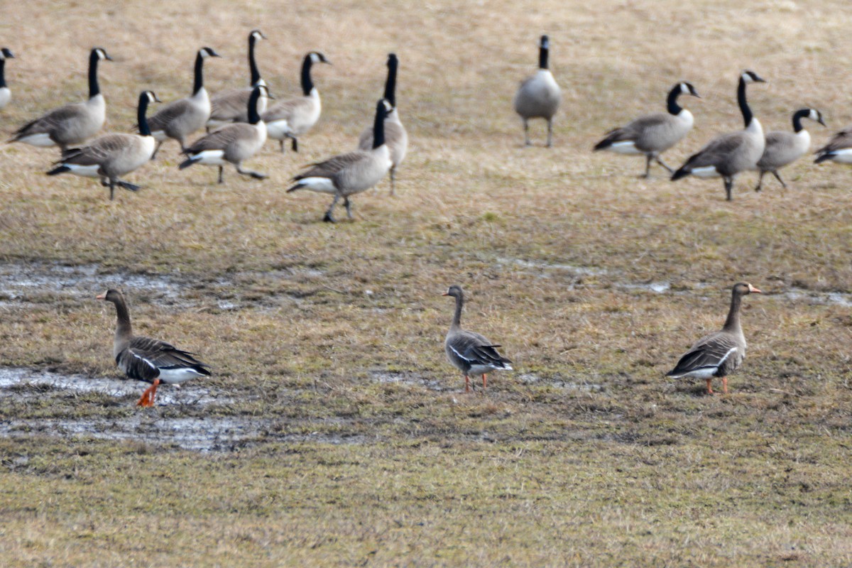 Greater White-fronted Goose - ML511540371