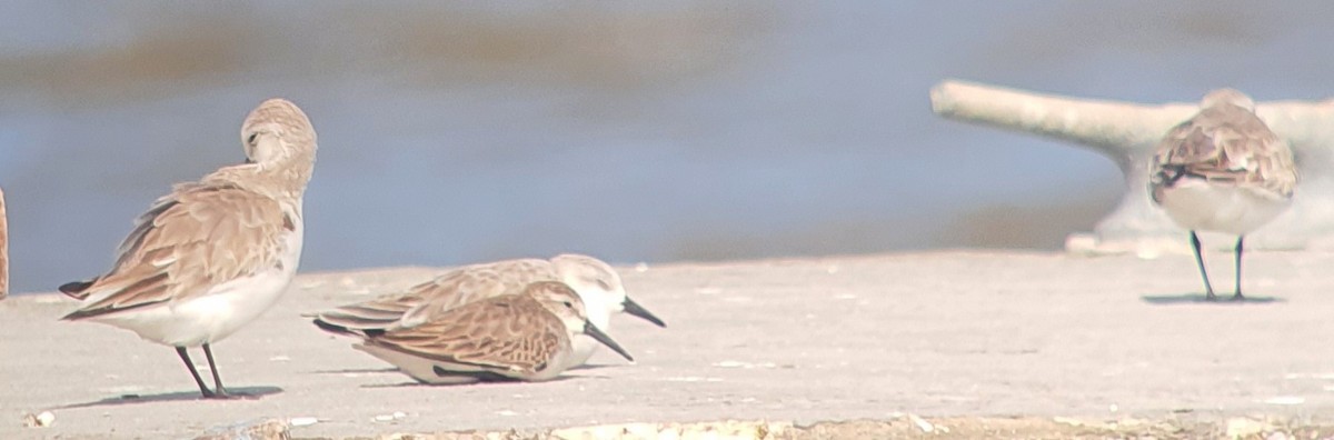 Western Sandpiper - ML511541941